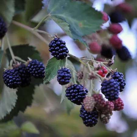 Il Casale Del Sapere E Del Sapore Bauernhof *